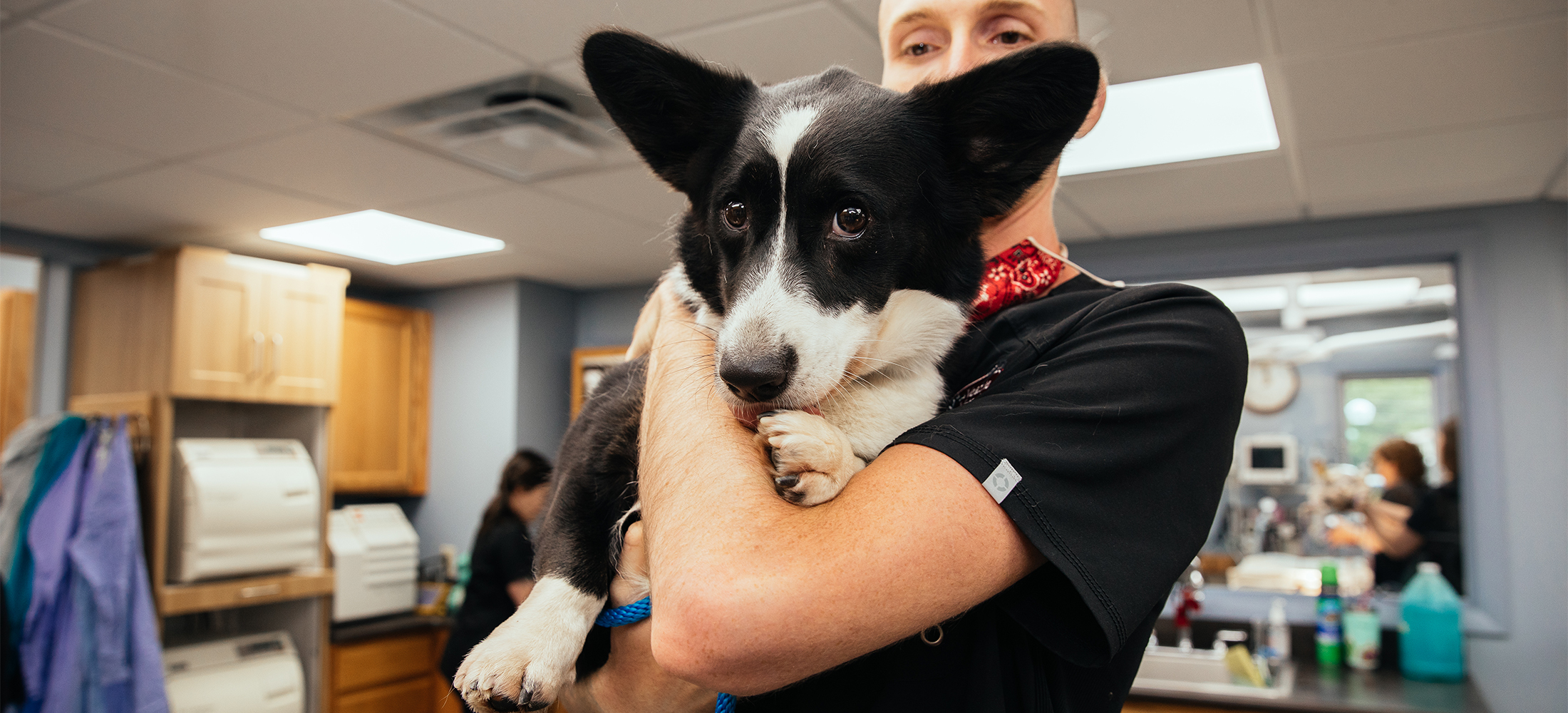 Blood Donor Program Veazie Veterinary Clinic