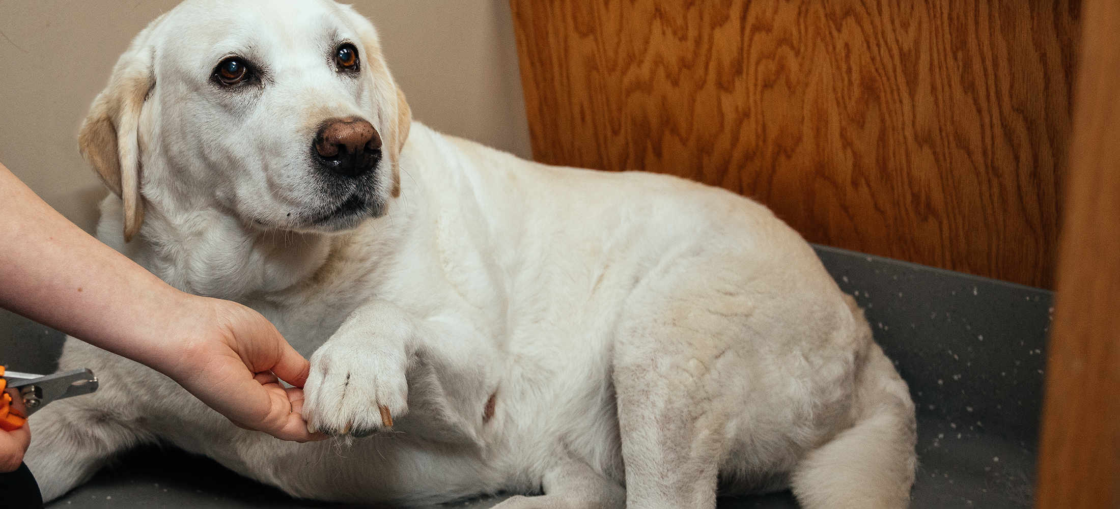 Our Animal Care Services Veazie Veterinary Clinic