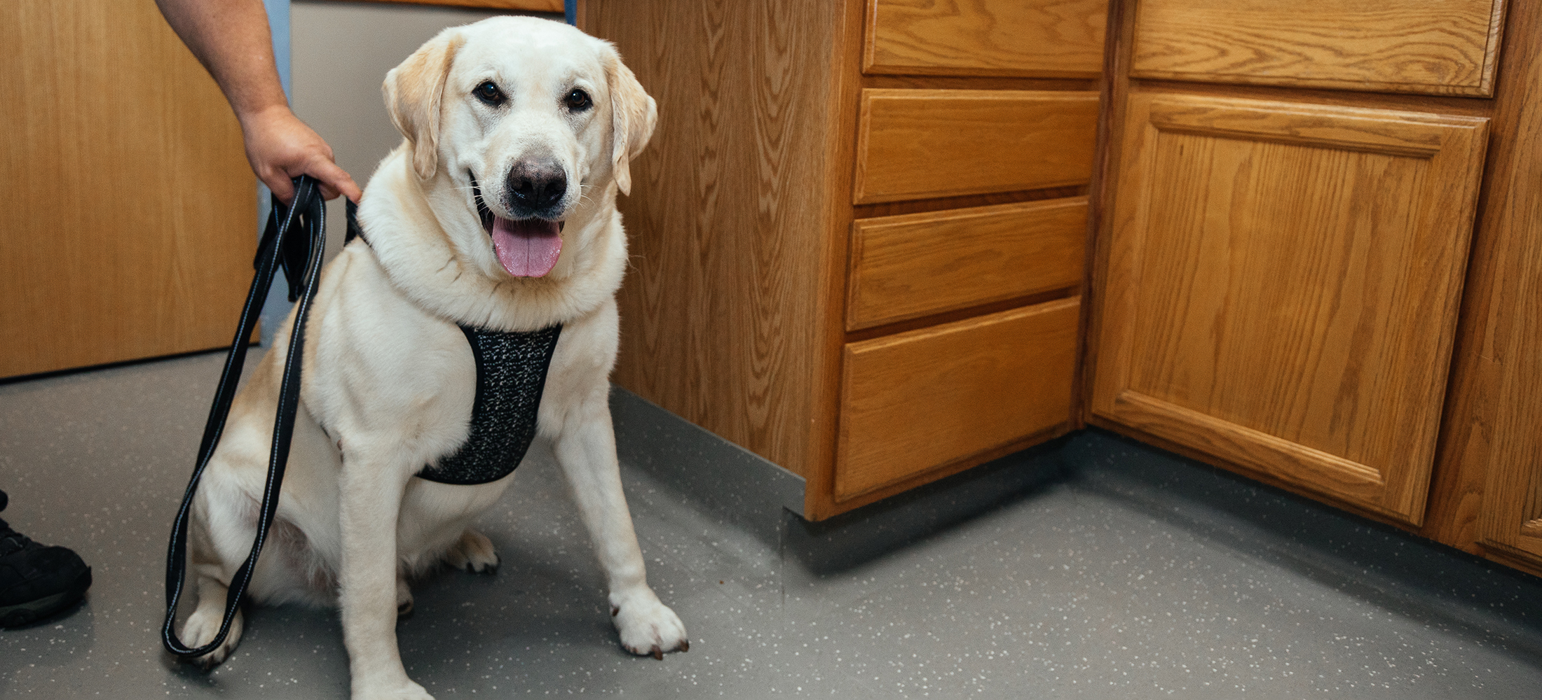 Emergency Pet Care in Maine Veazie Veterinary Clinic