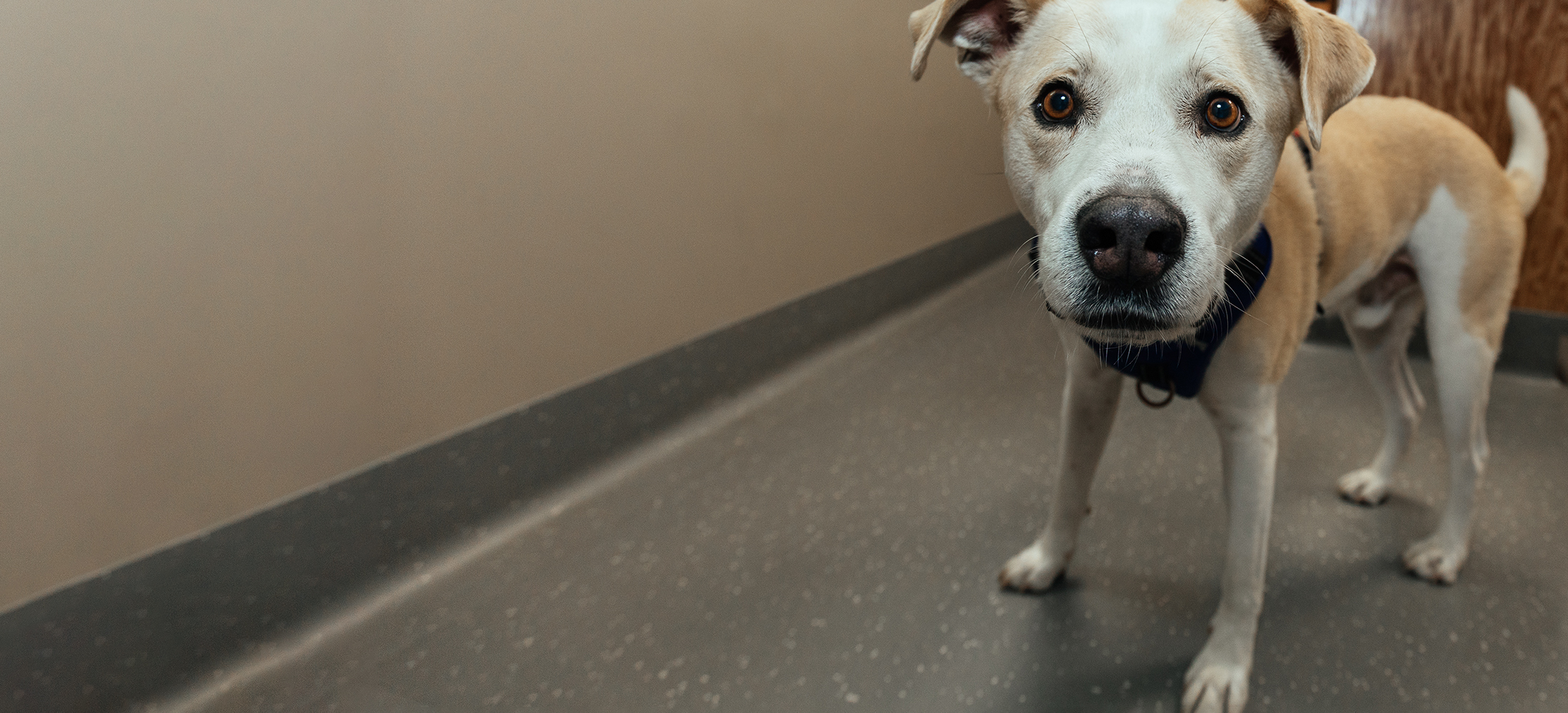 New Client Info Veazie Veterinary Clinic