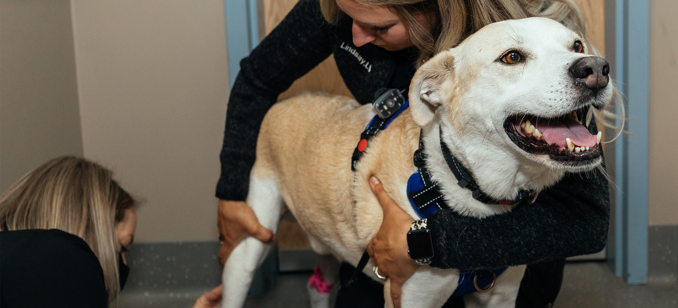 Pain Management Veazie Veterinary Clinic