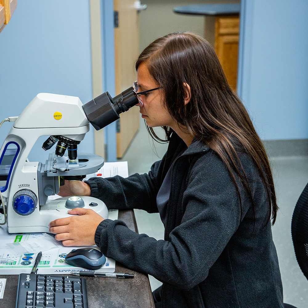 Student Opportunities Veazie Veterinary Clinic