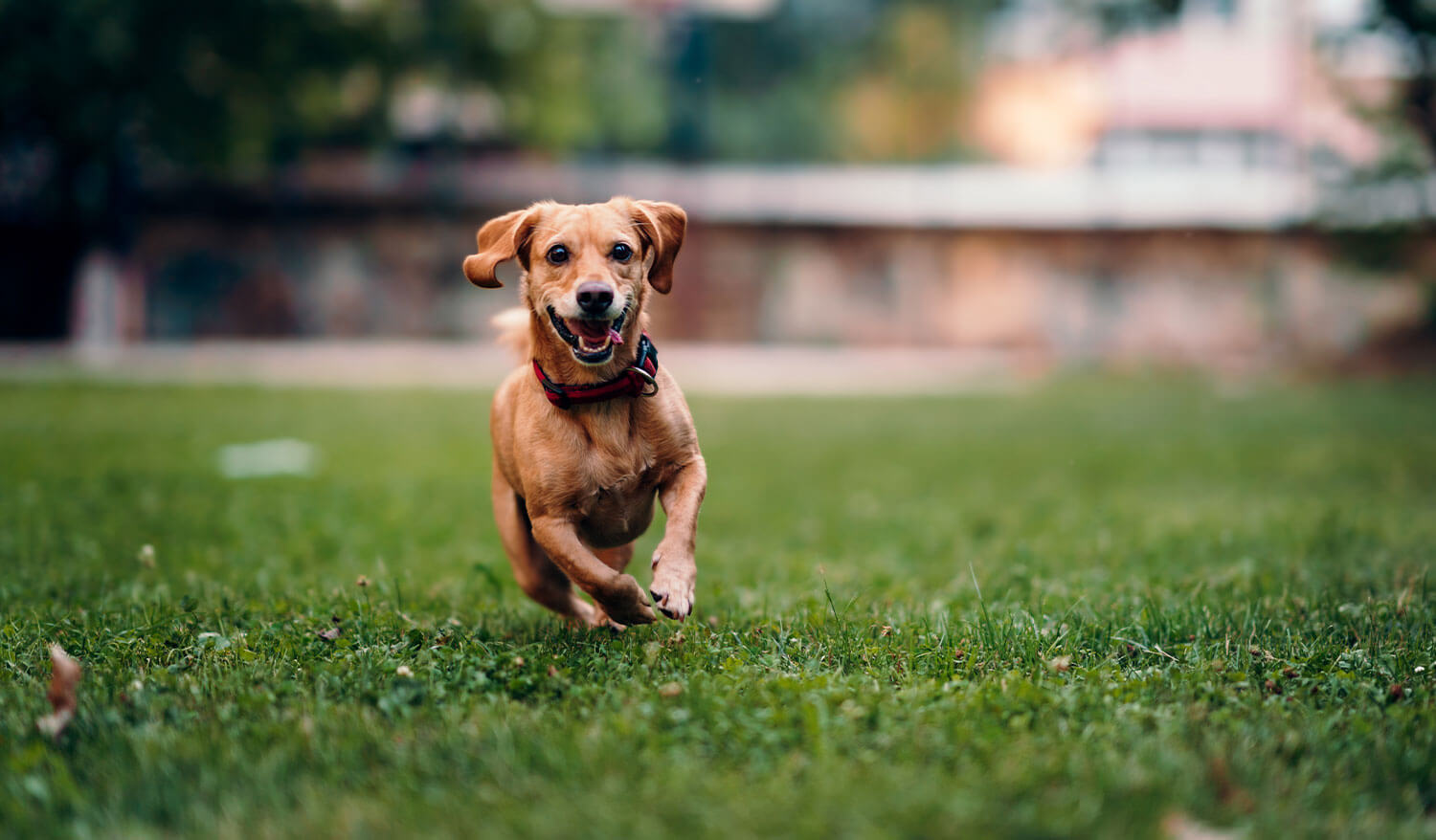 Advanced Veterinarian Serving Bangor, ME Veazie Veterinary Clinic
