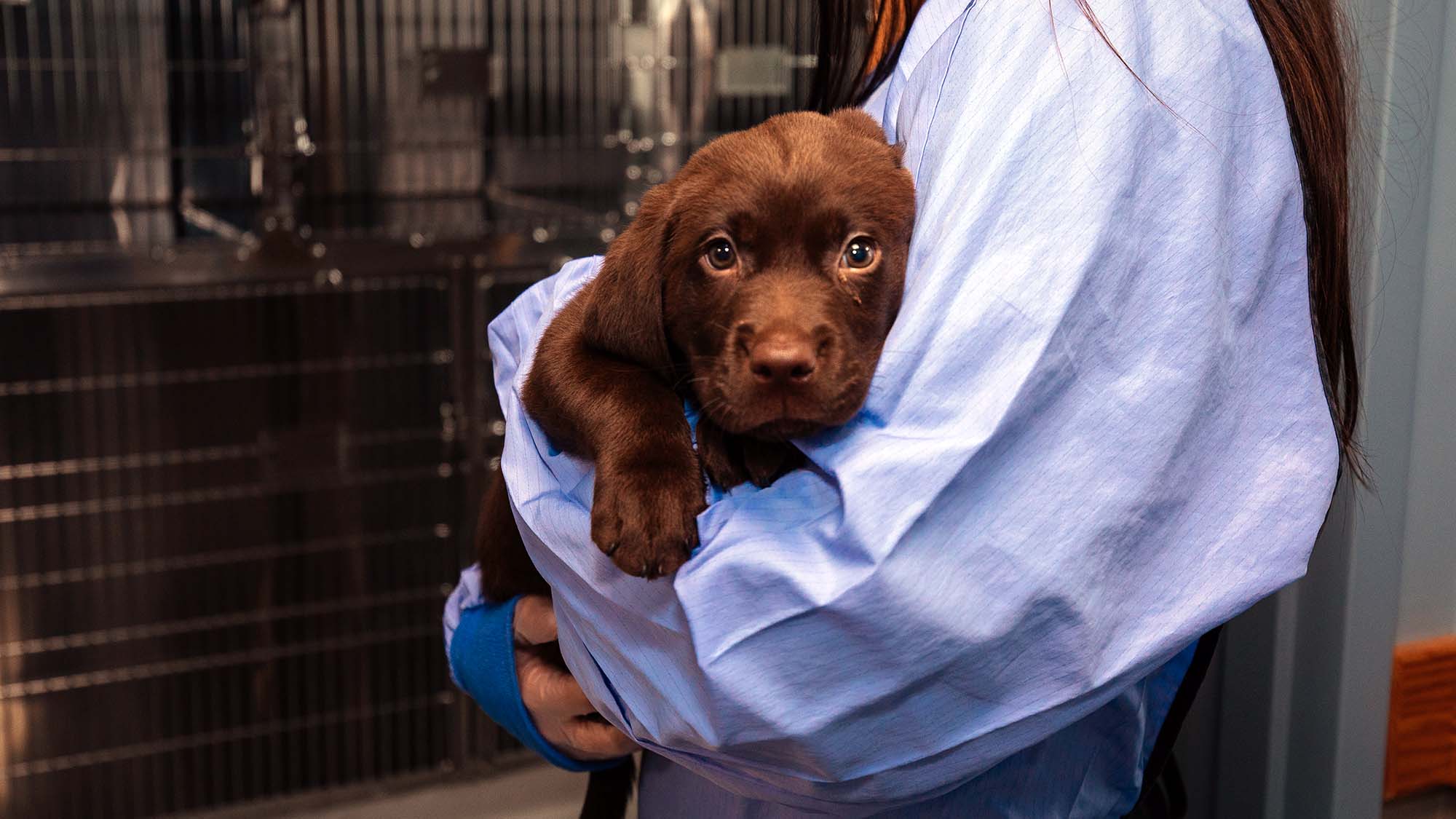 Spay and Neuter in Bangor ME Veazie Veterinary Clinic