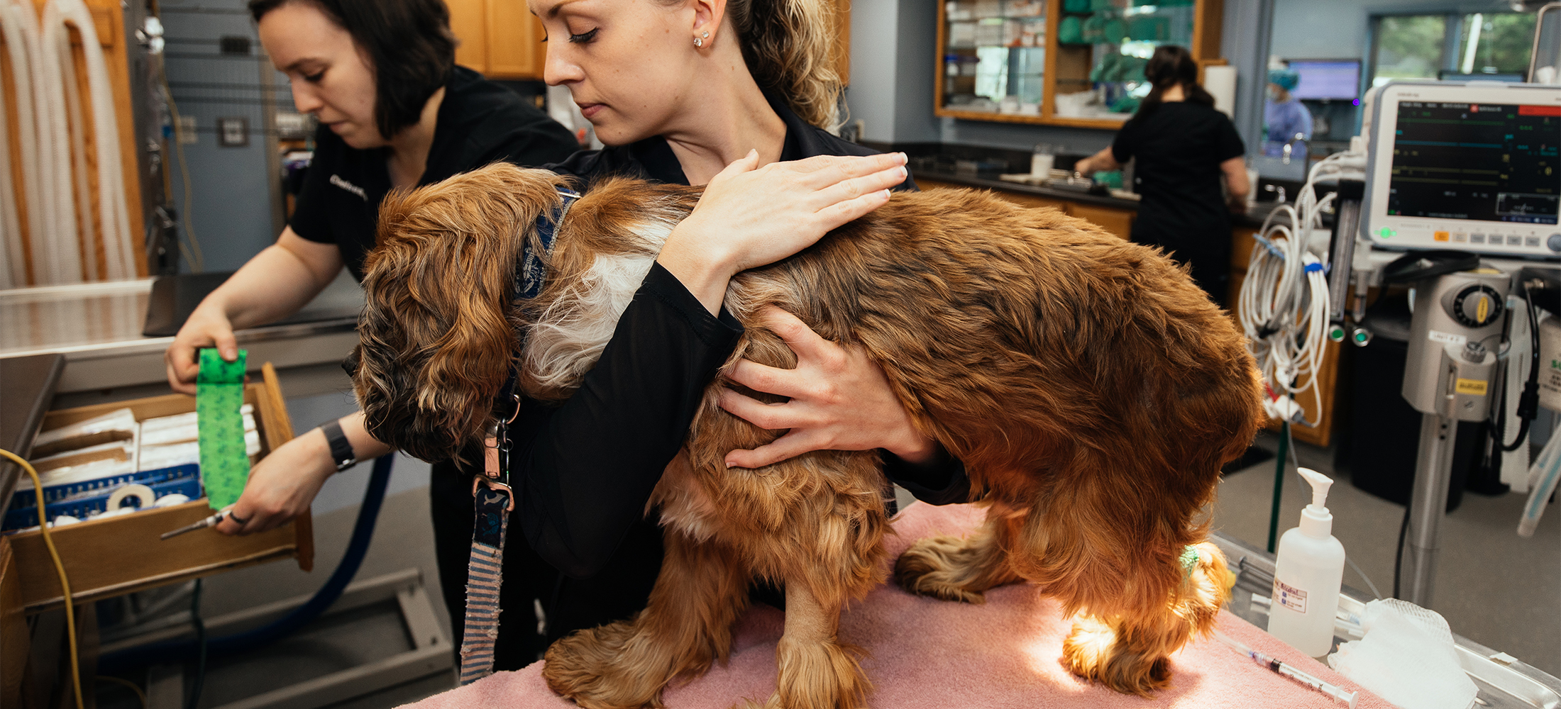 Veterinarian in Bangor, ME Accepting New Clients Veazie Veterinary Clinic