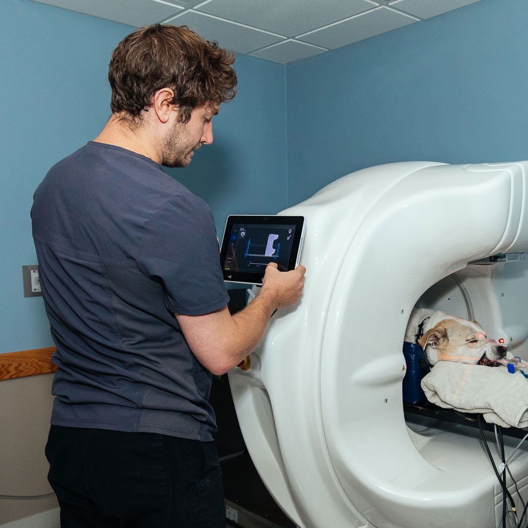 Dog and Cat CT Scan in Bangor, ME Veazie Veterinary Clinic