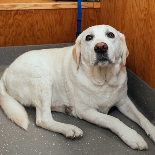 Cat & Dog Pain Relief in Bangor, ME Veazie Veterinary Clinic