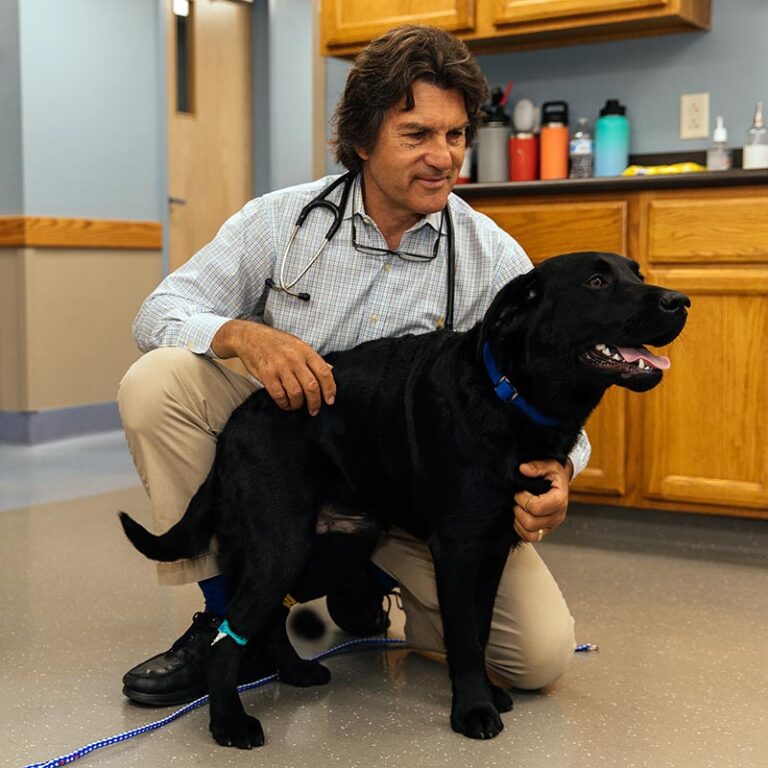 Cat & Dog Teeth Cleaning in Bangor, ME Veazie Veterinary Clinic