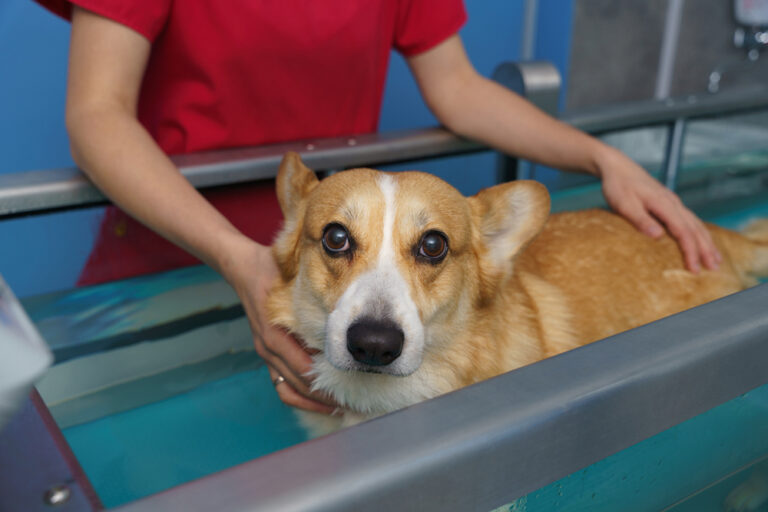 What is Dog Hydrotherapy? Dog Hydrotherapy Explained Veazie Veterinary Clinic