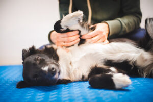 dog-receiving-massage-from-pet-physical-therapist