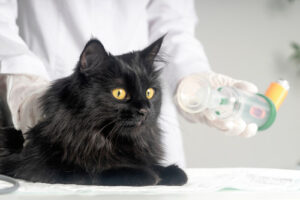 vet-holding-inhaler-for-cat