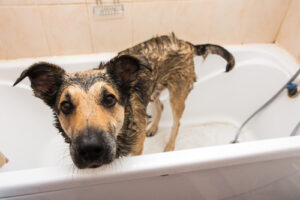 wet-dog-standing-in-bathtub