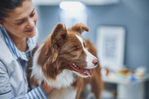 female-vet-examining-brown-border-collie-at-clinic