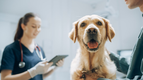 Golden-Retriever-Sitting-on-Examination-Table-as-a-Female-Veterinarian-Assesses-the-Dog's-Health