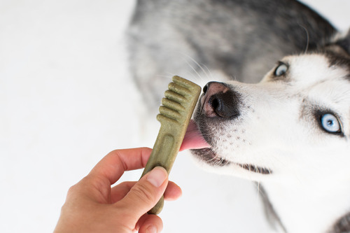 pet-owner-holding-dental-treat-while-siberian-husky-dog-licks-it