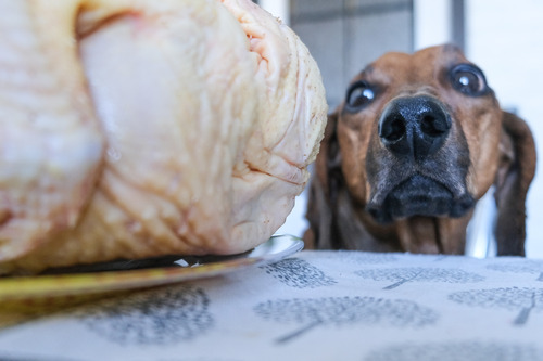 dachshund-dog-trying-to-steal-turkey-off-the-counter