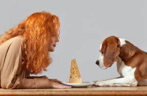 beagle dog and red-haired woman sitting across from each other at a table with a plate of cheese between them