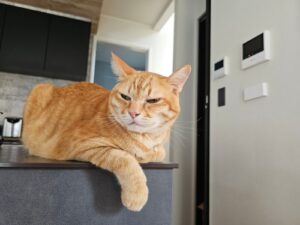 grumpy ginger cat laying on the kitchen counter glaring at the camera