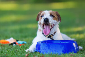 parson russell terrier dog laying next to a bowl of water panting