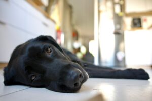 black labrador retriever dog laying on the floor exahusted from the heat