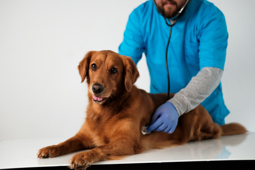 male vet listening to golden retriever dog's breathing at clinic