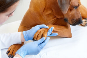 vet examining dog's paw at clinic