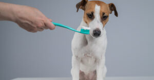 owner getting ready to brush jack russell terrier dog's teeth