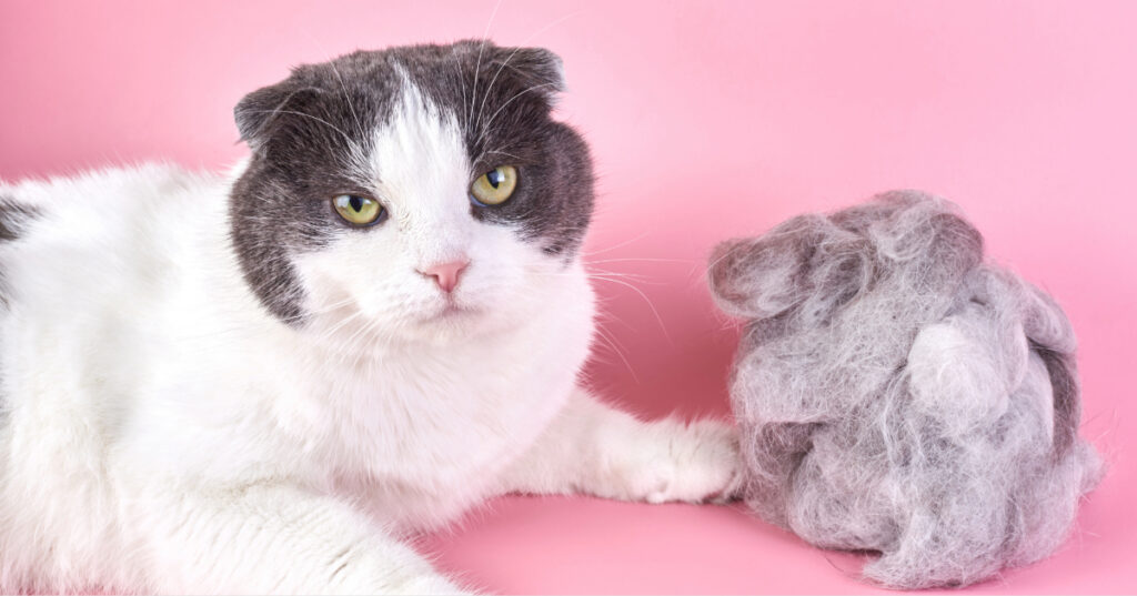 white and gray cat laying next to large hairball against a pink background