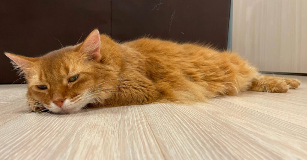 lethargic orange cat laying on the floor