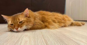 lethargic orange cat laying on the floor