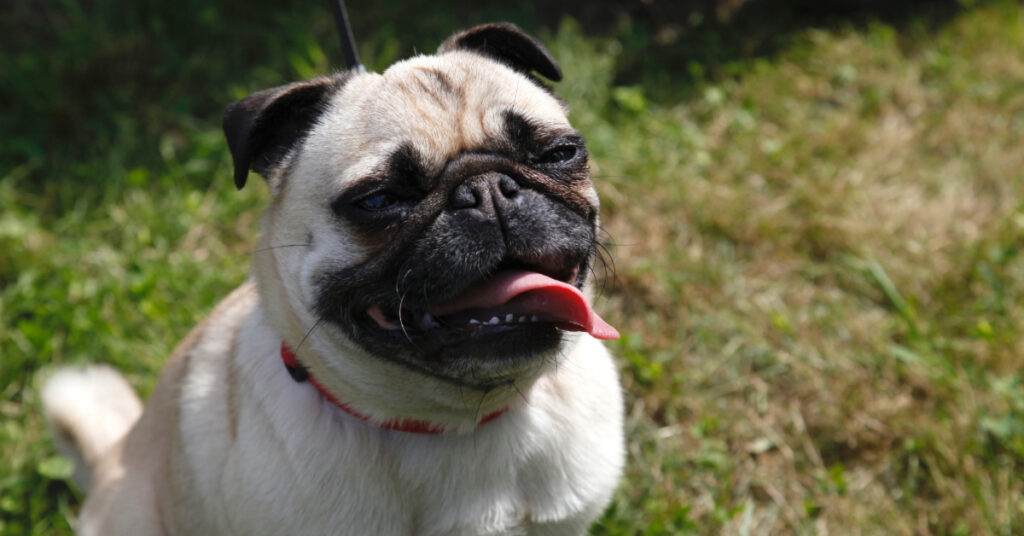 pug dog panting while sitting outside