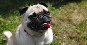 pug dog panting while sitting outside