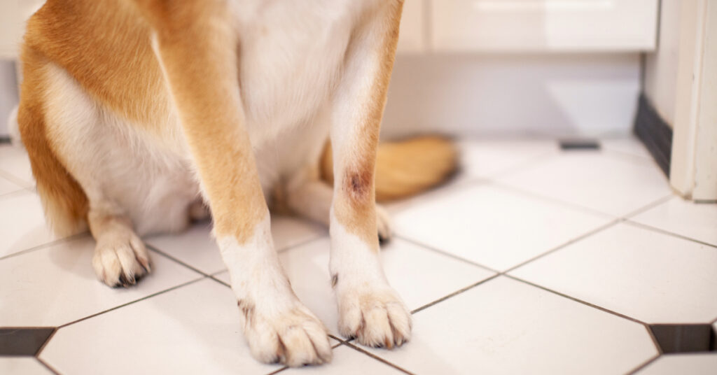 dog sitting on the floor with hot spot on its front leg