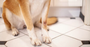 dog sitting on the floor with hot spot on its front leg