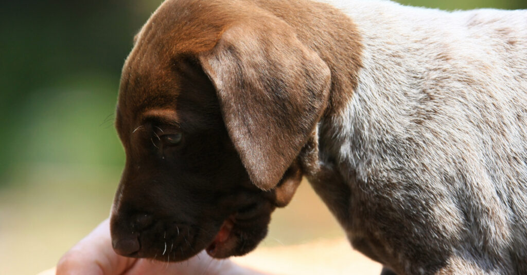 puppy hunched over reverse sneezing